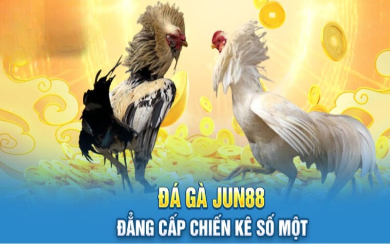 Hướng dẫn tham gia đặt cược đá gà tại Jun88